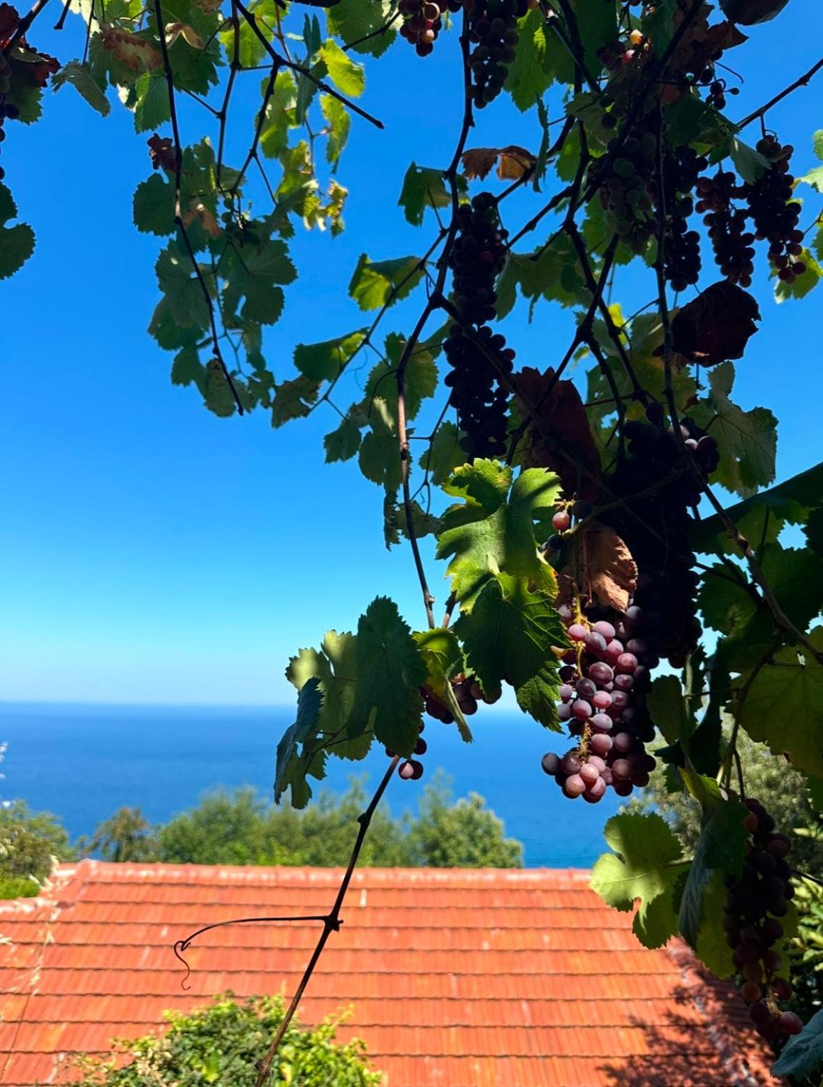 Áyios Dhimítrios Om Living Pelion 아파트 외부 사진